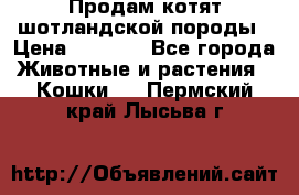 Продам котят шотландской породы › Цена ­ 2 000 - Все города Животные и растения » Кошки   . Пермский край,Лысьва г.